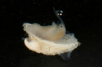 Media type: image;   Malacology 386351 Description: mollusk image;